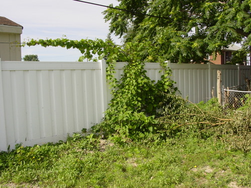 ./Gallery/2011 Bennet Lot Tree Removal/DSC06434.JPG